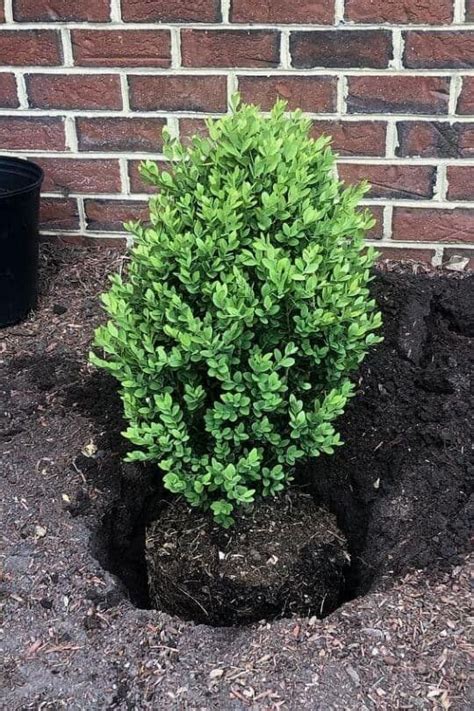 14 front yard low maintenance evergreen shrubs inspirations dhomish