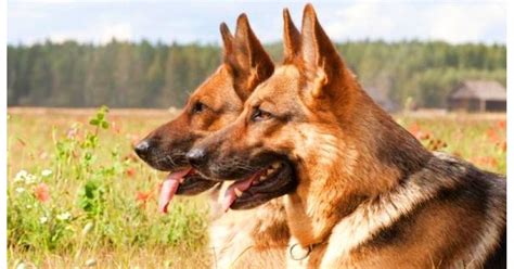 Maybe you would like to learn more about one of these? CACHORROS DE PASTOR ALEMAN
