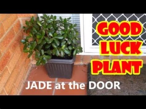 First, the slang term apparently originated in raaf. YouTube (With images) | Plants, Jade plants, Edible flowers