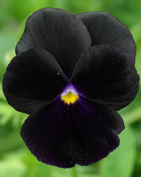 As 1888 Melhores Imagens Em Black Dark Flowers De 2019 Flores