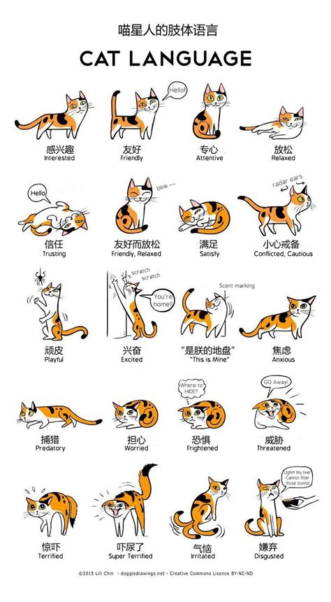 Cat Body Language Guide Avenue86 Blog Cat Language Cat Body Cute