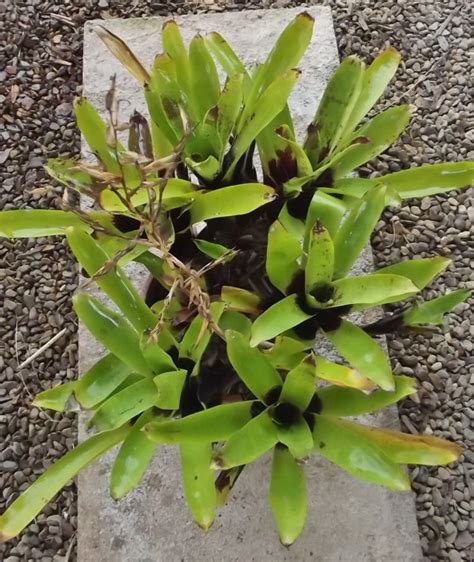 Bromeliad Vriesea Vagans Species Ebay
