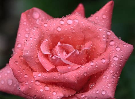 Pink Rose And Rain Stock Photo Image Of Pink Flower 80381750