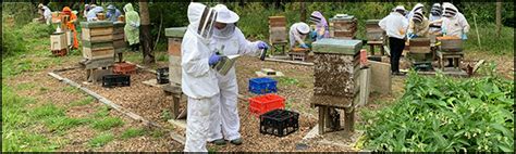 Teaching Apiary Vale And Downland Beekeepers Association