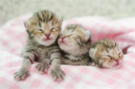 Sempre più proprietari di animali. Alimentazione dei gattini appena nati - Guida completa