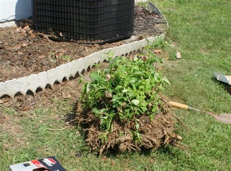 How To Remove A Shrub Or Bush From Your Yard Dengarden