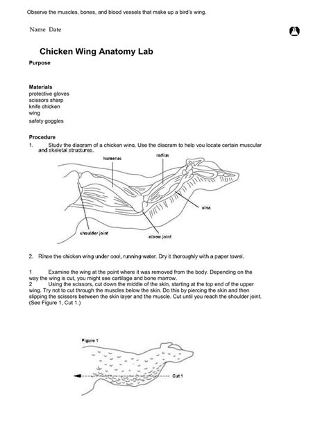 This chicken leg dissection walkthrough is one very small part of a larger science unit from www.sciencepowerpoint.com. Chicken Bones Anatomy - Anatomy Drawing Diagram