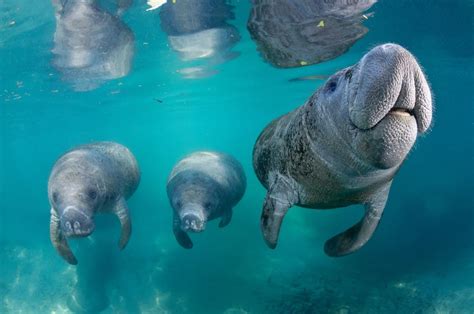 How To Swim With The Manatees In And Around Crystal River Fl