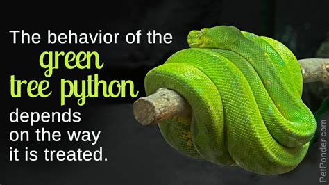 Recklessly Green Tree Snake Info
