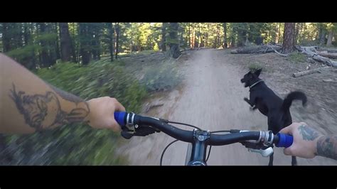 Maybe you would like to learn more about one of these? South Lake Tahoe Mountain Biking Trail Dog - YouTube