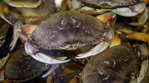 California Dungeness Crab Season Delayed
