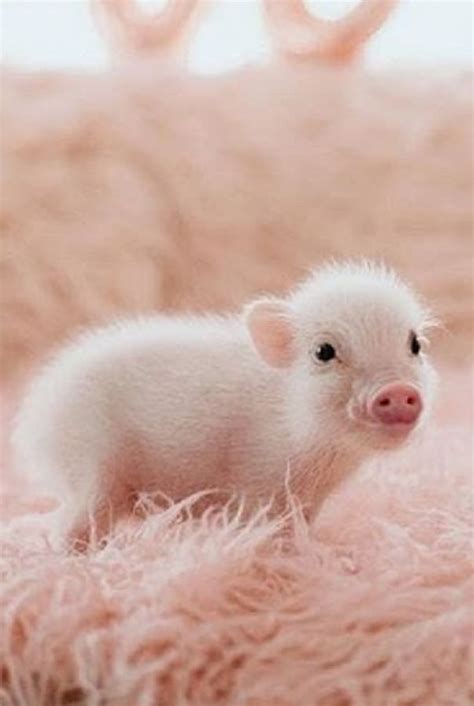 Lovely Pet Pig Do You Want To Raise One Gloria Love Pets Pet Pigs