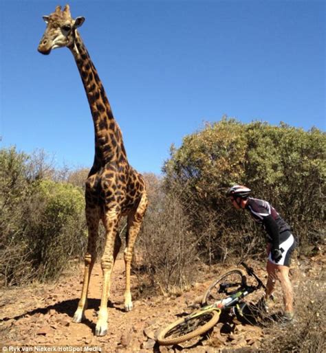Youve Got Some Neck Getting So Close To Me Angry Giraffe Smashes Tourists Bicycle As He