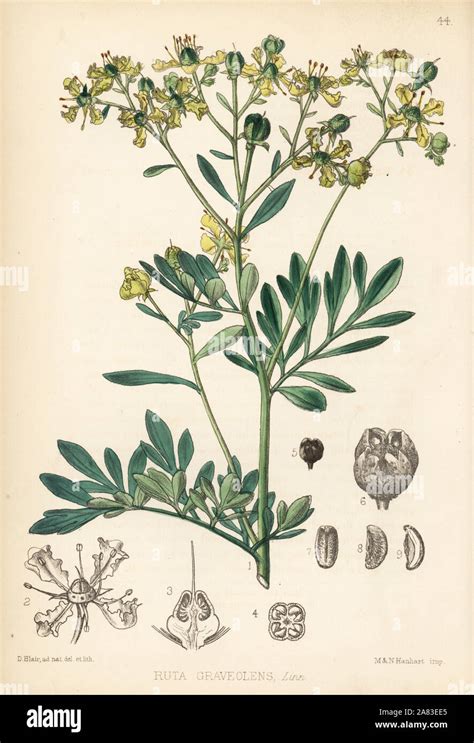 Common Rue Or Herb Of Grace Ruta Graveolens Handcoloured Lithograph