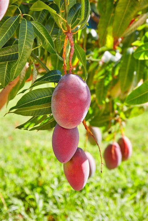 Premium Photo Mango Tree With Hanging Mango Fruits Mango Tree