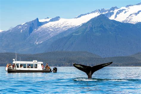 How To Go Whale Watching In Alaska Whale Watching Alaska Whale