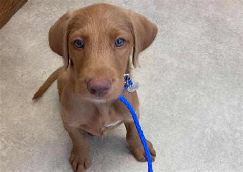 Contact fitchburg preppy pet on messenger. Littleton Animal Hospital | Littleton veterinarians