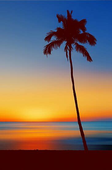 Palm Tree Beach Sunset Photographic Prints By David Alexander Elder
