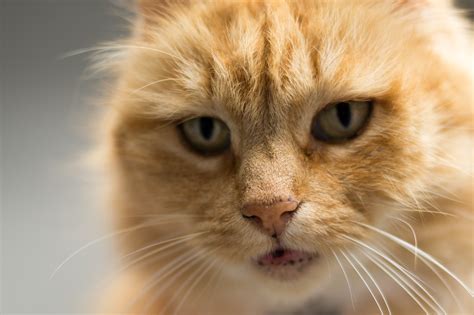 Free Images Animal Cute Pet Kitten Fauna Close Up Nose