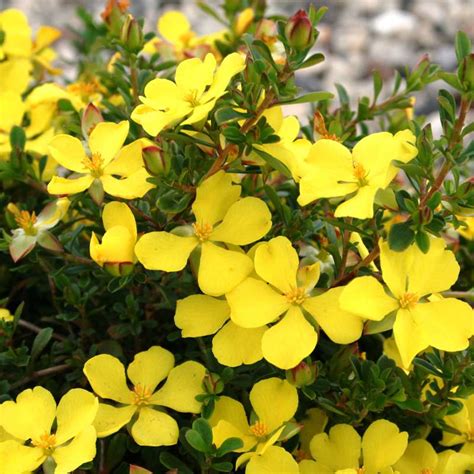 Can you advise any drought tolerant flowering ground cover for my yard, please? Arenaria montana | Overland Nurseries