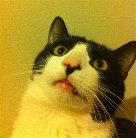 Cats Going Derp For Days 25 Pics