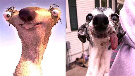 Zappa The Sid Lookalike Dog Youtube