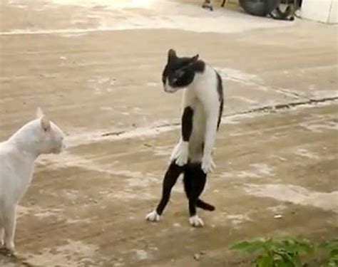 Cat Standing Up On Hind Legs