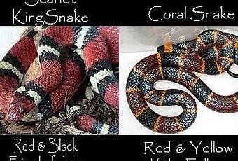 Can you make a sentence and let me understand. I'm Always Confused About This - Are You? Coral Snake Or ...