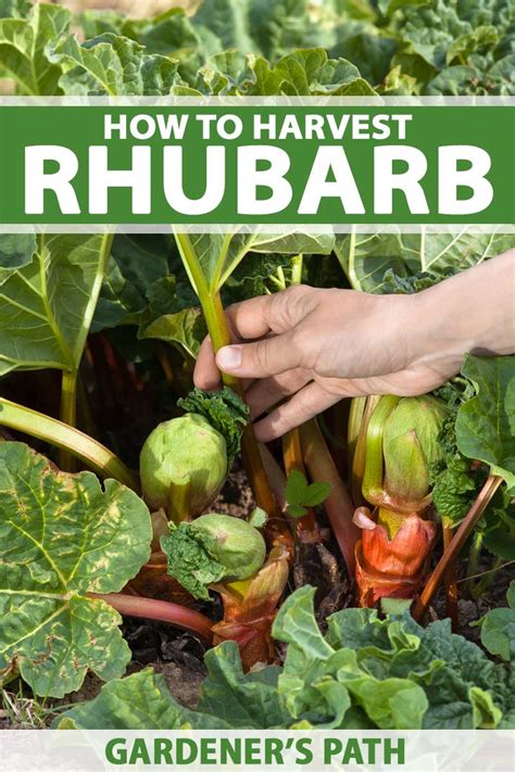 When And How To Harvest Rhubarb Gardeners Path