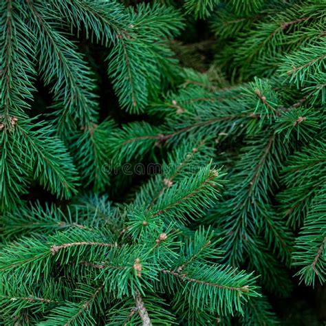Christmas Fir Tree Branches Background Christmas Pine Tree Wall Stock
