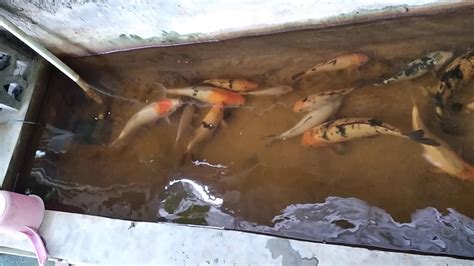 Ikan di kolam yang kecil - YouTube