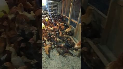Home » gambar ayam bangkok » gambar ayam sisik kaki naga temurun asli. AKA (Ayam Kampung Asli) - YouTube