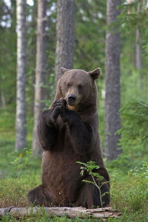 Brown Bear Praying In Finnish Forest Brown Bear Bear Spirit Animal Bear