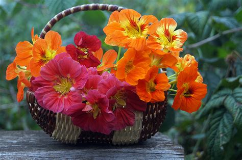 4 145 просмотров 4,1 тыс. Images flower Wicker basket Closeup