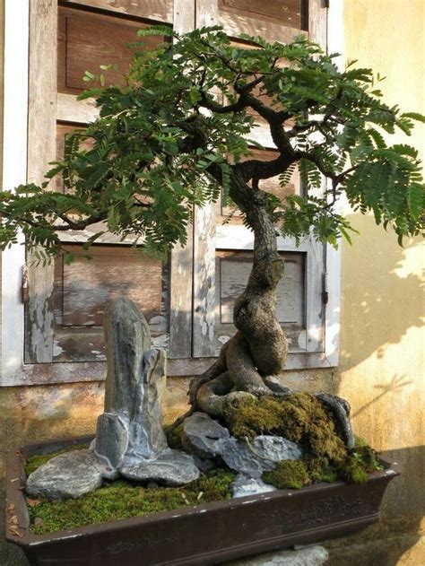 Check spelling or type a new query. 42+ Cool Bonsai Garden Ideas Best For Outdoor Decor ...