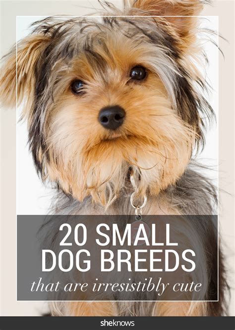 20 Popular And Cute Small Dog Breeds