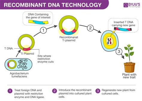 Recombinant Dna Technology Tools Process And Applications