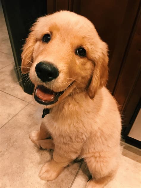 Nothing better than a smiling golden retriever puppy to start your day ...