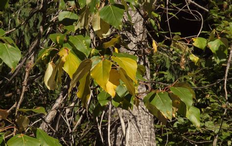 Black Cottonwood Populus Trichocarpa