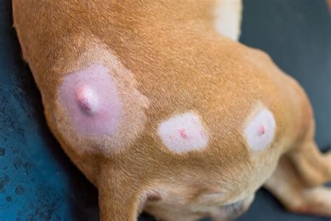 13 Pictures Of Dog Tumors Cysts Lumps And Warts Home