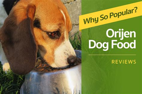 Let's talk about orijen dog food, shall we? Orijen Dog Food Review: Why is This Brand So Popular?