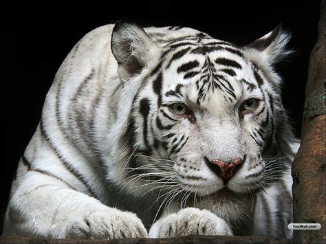Download hd wallpapers of tigers,cheetahs,leopards,bengal tigers,siberian tigers,snow leopards,white tigers in high resolutions. 3D Tiger Wallpaper - WallpaperSafari