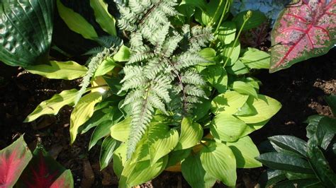 Hostas Are Wonderful In Containers Love Growing Hosta In