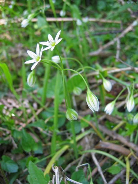 I fiori azzurri piu belli da conoscere per tutte le stagioni.rappresenta una profonda comprensione della vita. Fiori Bianchi Spontanei : Find this pin and more on fiori ...