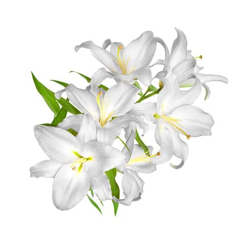 Lilies Flowers White Lilies Stock Image Image Of Bouquet