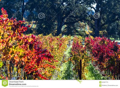 Colorful Vineyard In Autumn Stock Photo Image Of Fall Change 82367770
