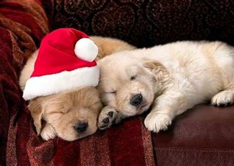 55 Pictures Of Funny Animals Cutely Enjoying Christmas