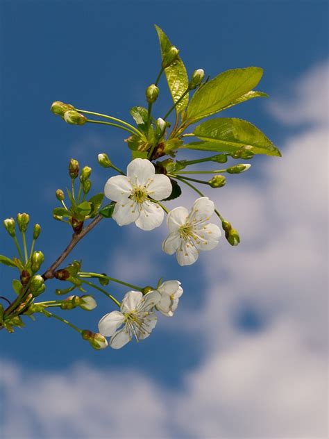 Spring Bloom Flowers Free Photo On Pixabay