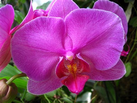 It has been called an industry group. American-Orchid-Society-Delray-Beach-FL-018