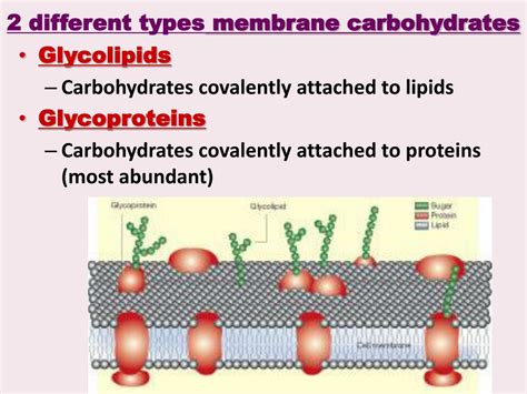 The proteins have one or several hydrophobic regions that anchor them to the hydrophobic part of the cell membrane in the. PPT - Cell Membrane Structure / Function and Cell ...